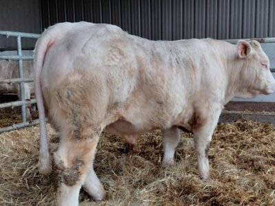 Taureau charolais