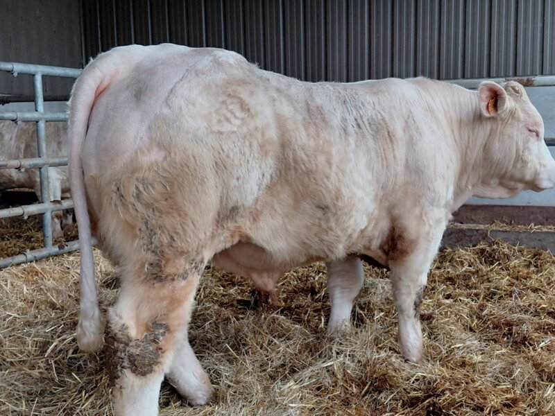 Taureau charolais