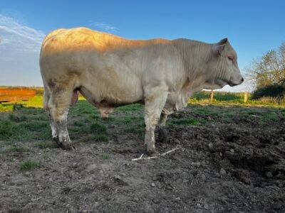 Veau reproducteur charolais