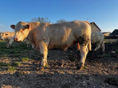 Veau reproducteur charolais