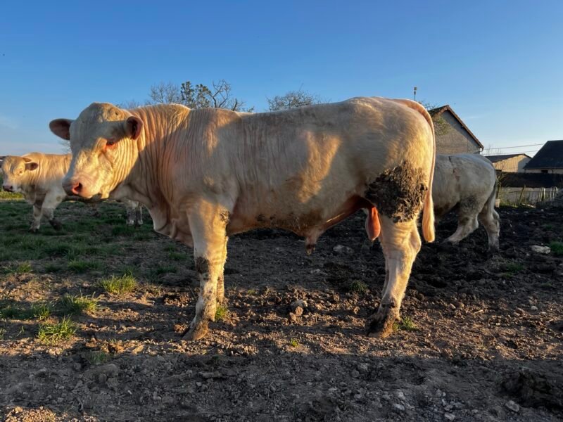 Veau reproducteur charolais