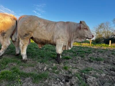 Veau reproducteur charolais