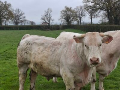 Taureau a velage facile ne le 18/01/2023