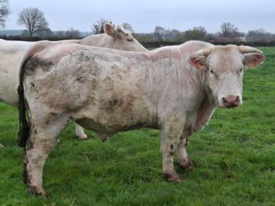 Taureau a velage facile ne le 18/01/2023