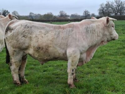 Taureau a velage facile ne le 18/01/2023