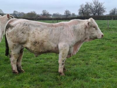 Taureau a velage facile ne le 18/01/2023