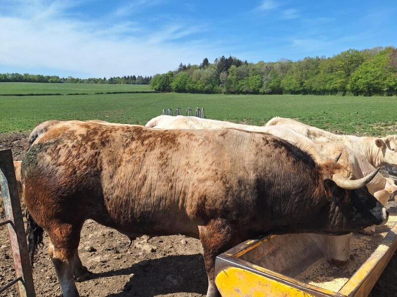 Taureau aubrac