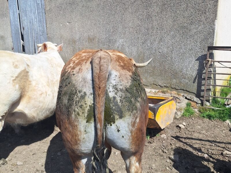Taureau aubrac