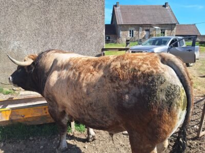 Taureau aubrac