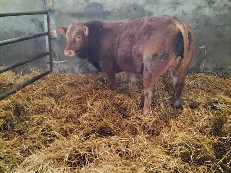 Reproducteurs limousins