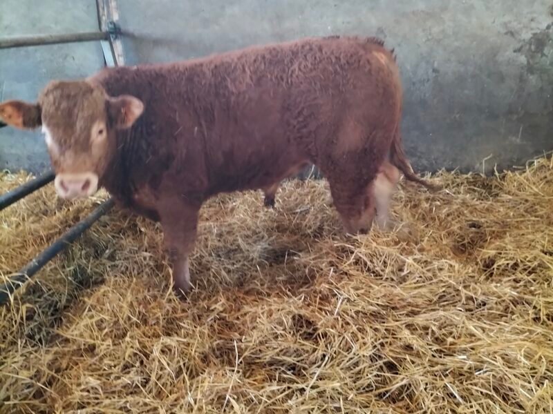 Reproducteurs limousins