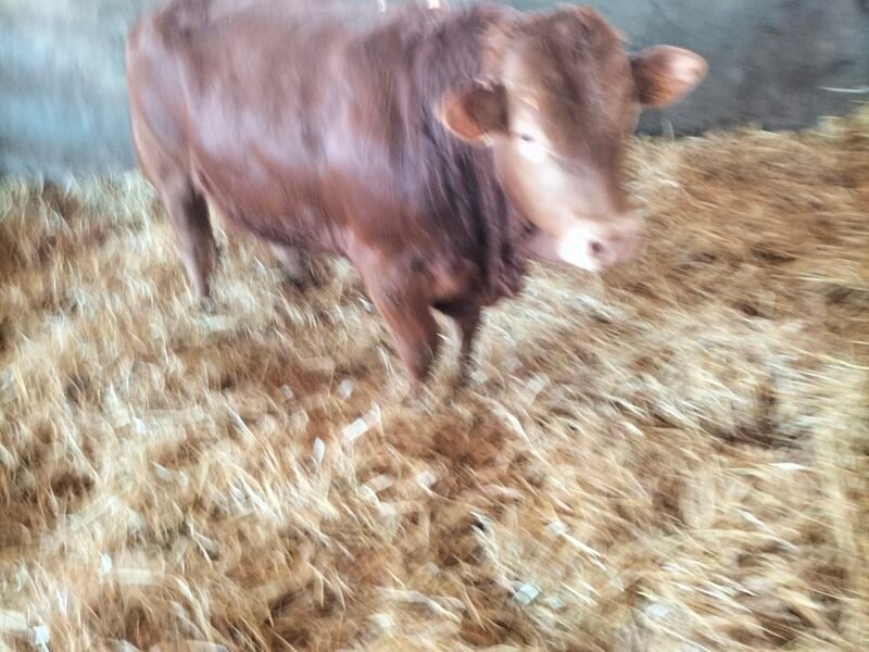 Reproducteurs limousins
