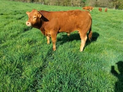Reproducteurs limousins