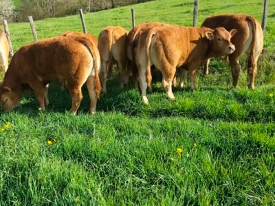 Reproducteurs limousins