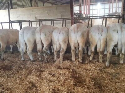 Génisses charolaises