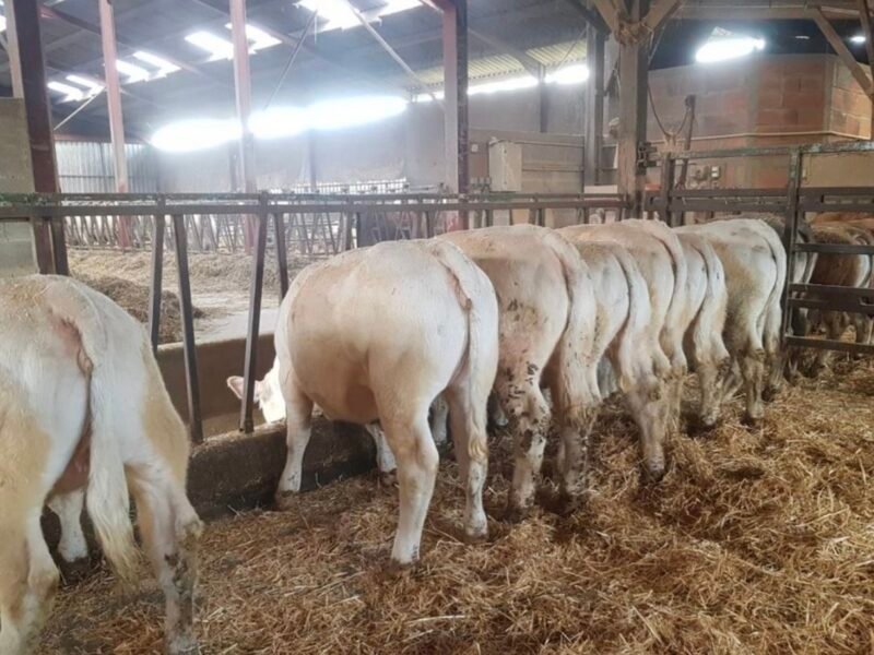 Génisses charolaises