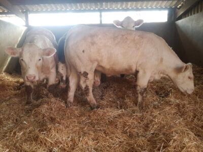 Génisses charolaises