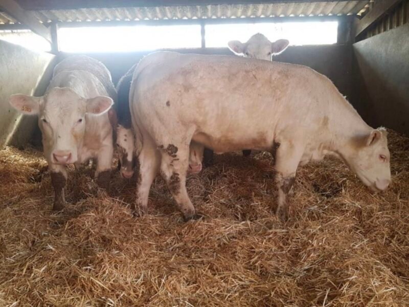 Génisses charolaises