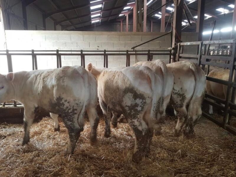 Génisses charolaises