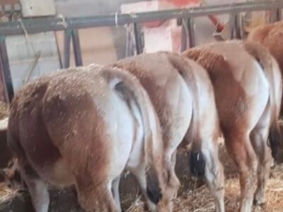 Génisses parthenaises