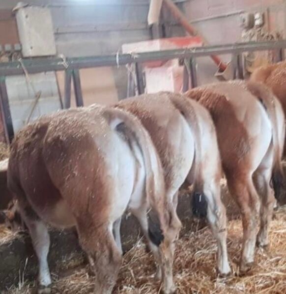 Génisses parthenaises