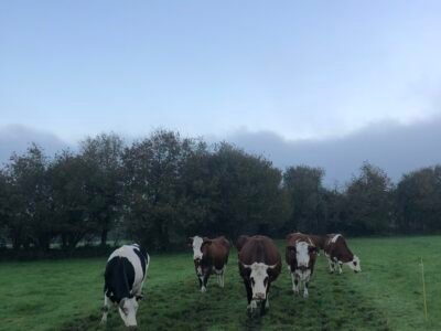 Vente vaches laitières/fromagères bio