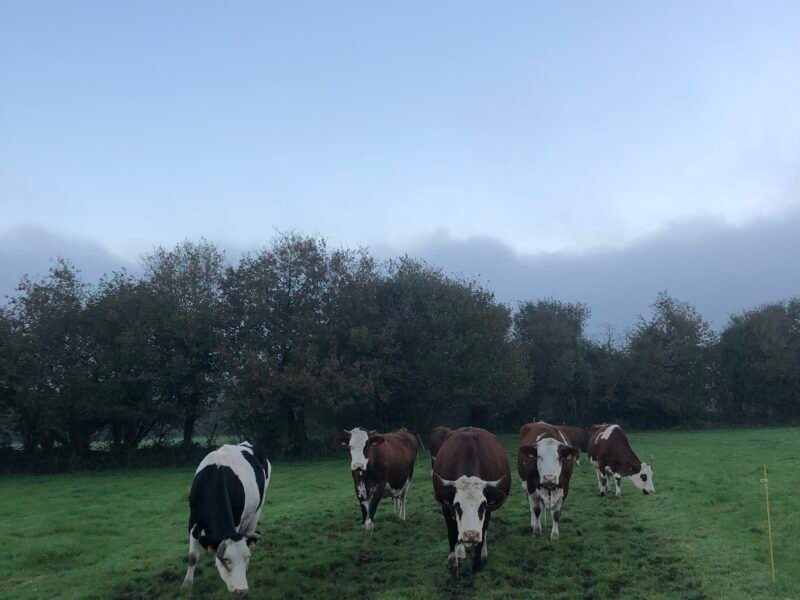 Vente vaches laitières/fromagères bio