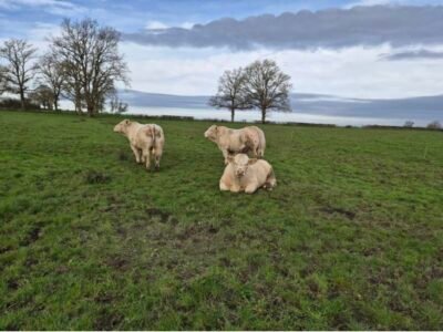 Charolais HBC SC