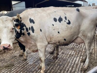 Vaches laitières à vendre
