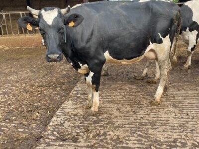 Vaches laitières à vendre