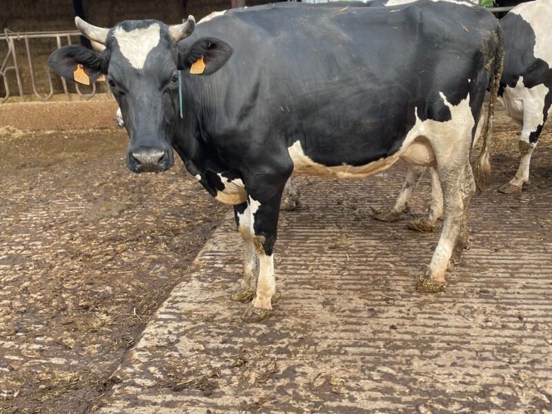 Vaches laitières à vendre