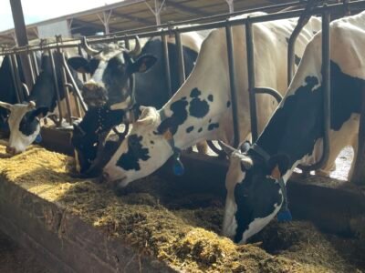 Vaches laitières à vendre