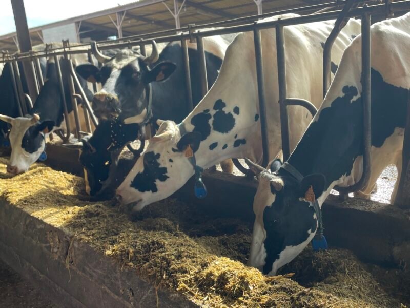 Vaches laitières à vendre