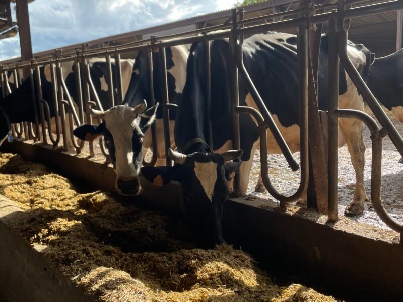 Vaches laitières à vendre