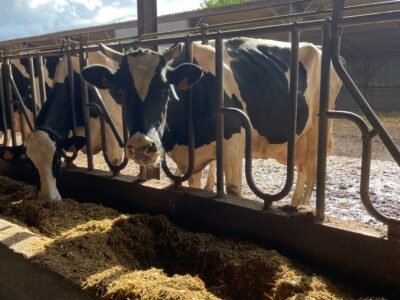 Vaches laitières à vendre