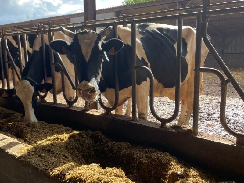 Vaches laitières à vendre