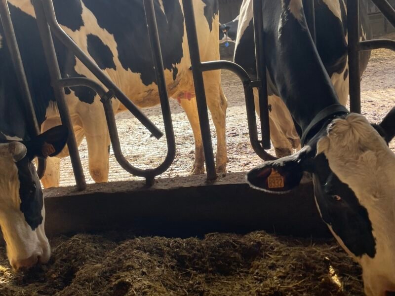 Vaches laitières à vendre