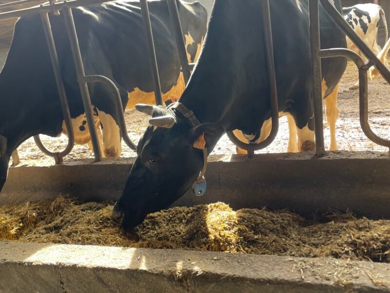 Vaches laitières à vendre