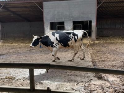 Vaches laitières à vendre