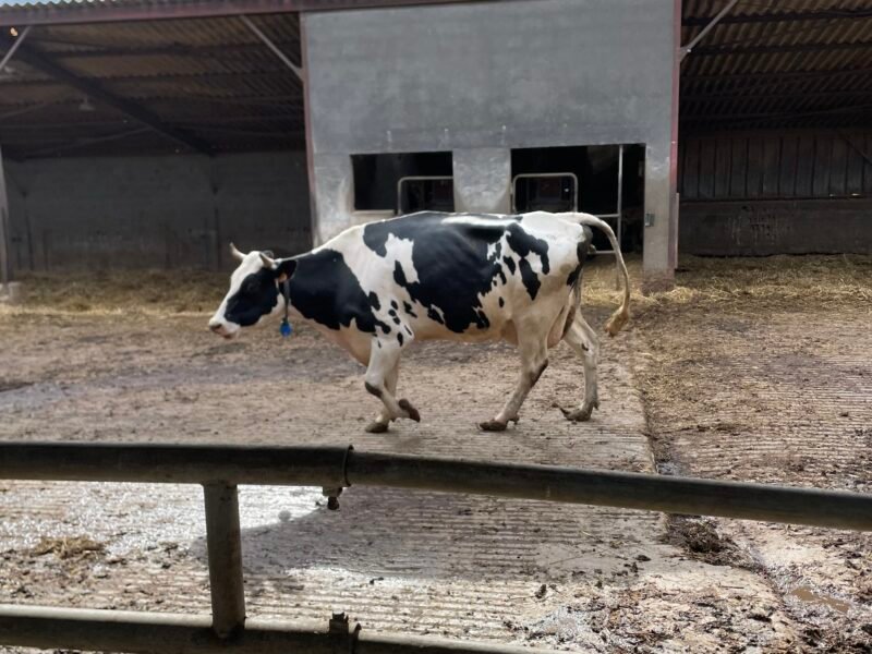 Vaches laitières à vendre