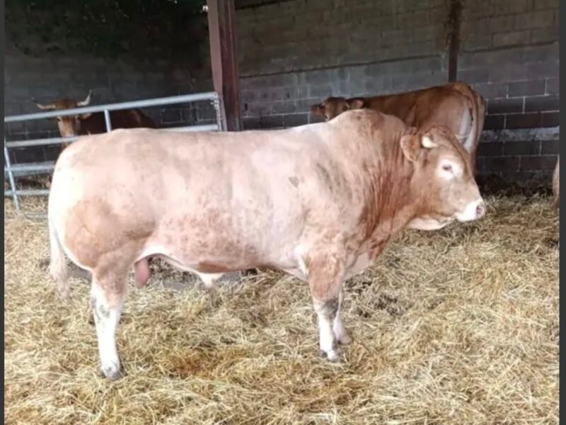 Taureau limousin