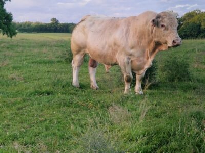Taureau