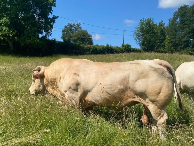 Taureaux Reproducteurs