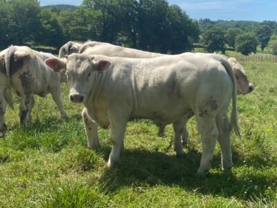Taureaux Reproducteurs