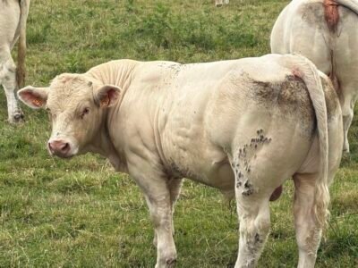 Taureaux Reproducteurs