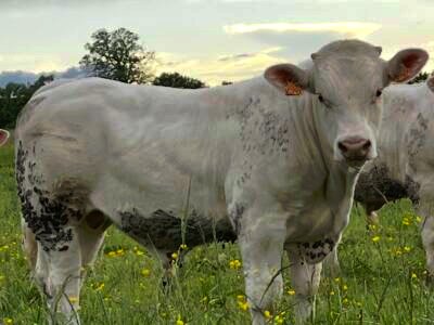 Taureaux Reproducteurs