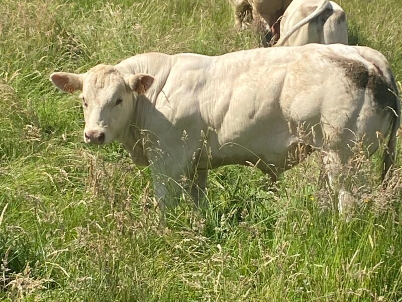 Taureaux Reproducteurs