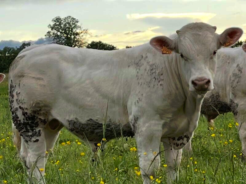 Taureaux Reproducteurs