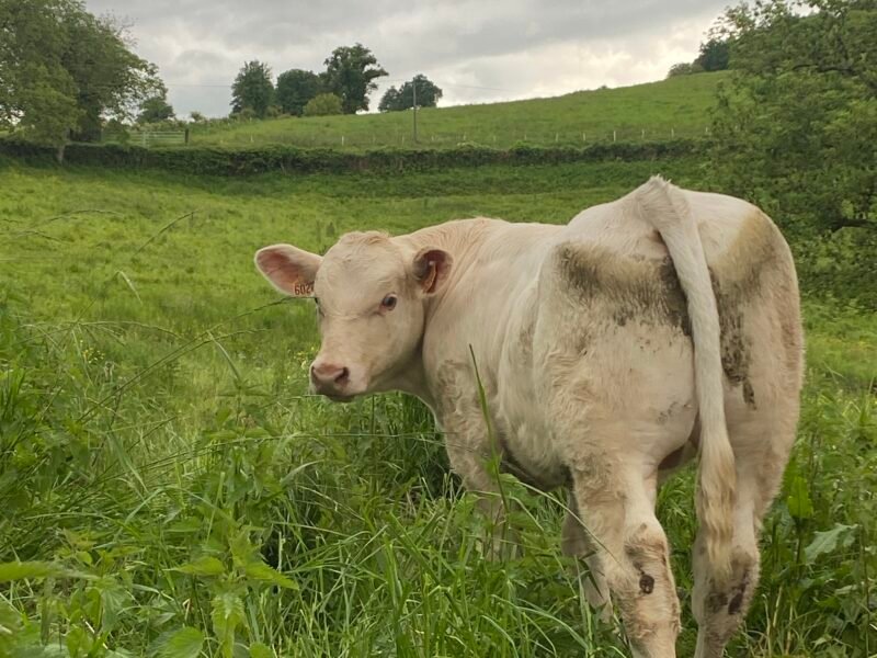 Taureaux Reproducteurs