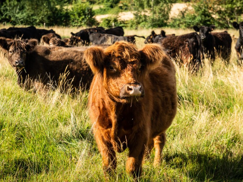 Vente de génisses Galloway et Galloway x Angus